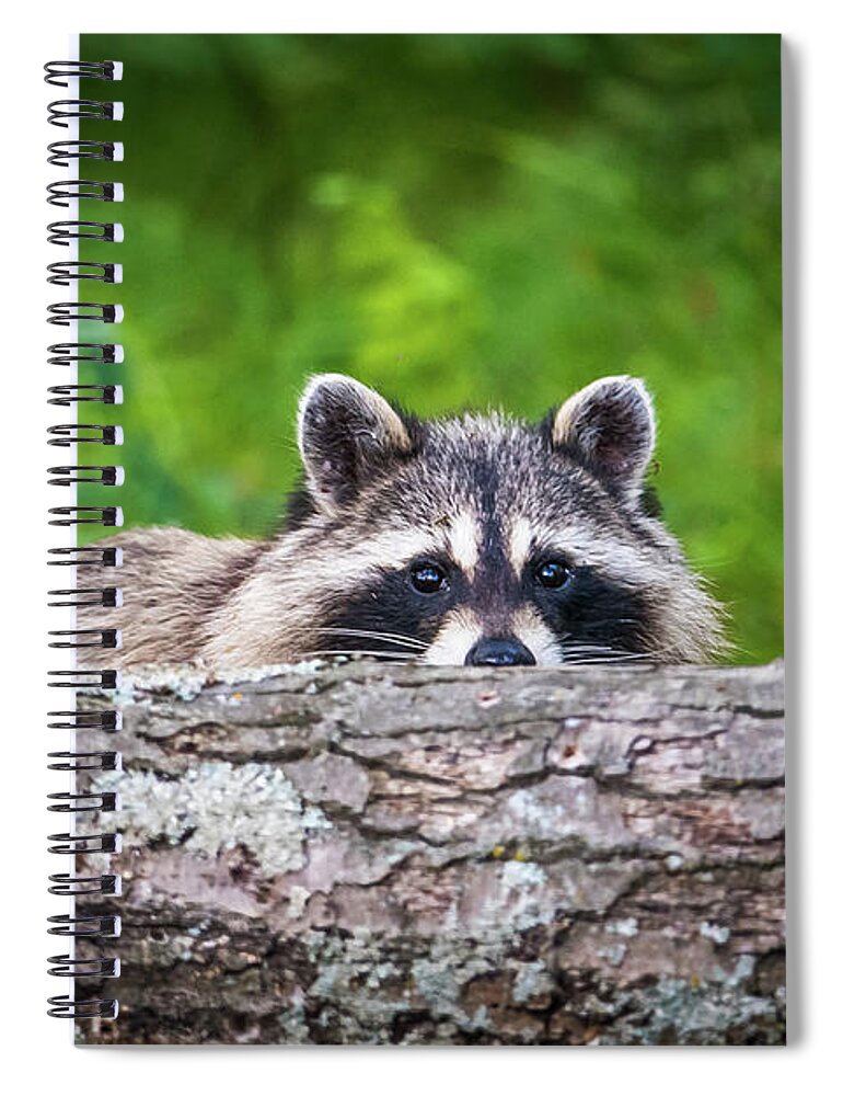 Racoon Spiral Notebook featuring the photograph Racoon Hiding by Paul Freidlund