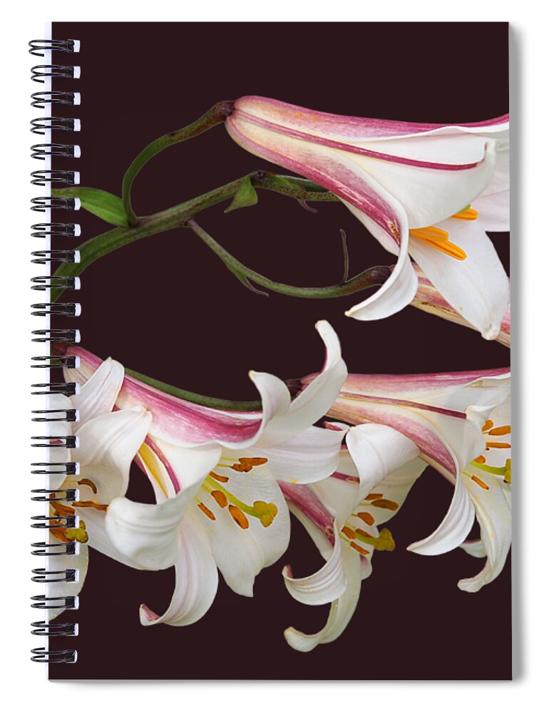 Pink And White Lily Spiral Notebook featuring the photograph Radiant Lilies by Gill Billington