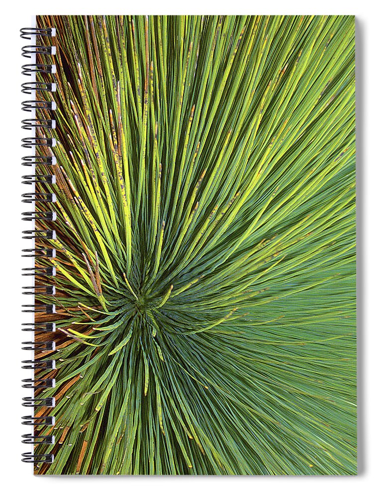 Radiate Spiral Notebook featuring the photograph Radiating by Ted Keller