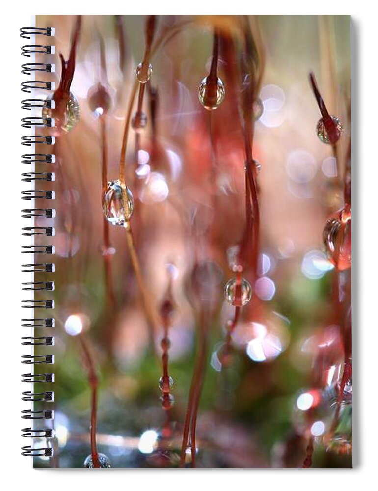 Moss Spiral Notebook featuring the photograph Rain Catcher by Sharon Johnstone