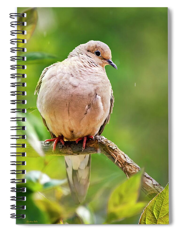 Dove Spiral Notebook featuring the photograph Rain Dove by Christina Rollo