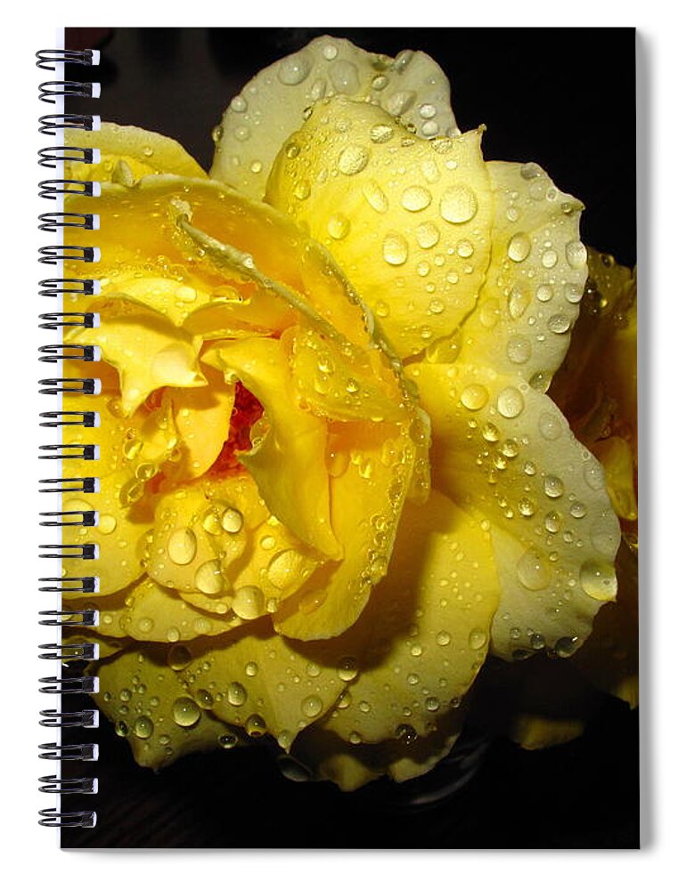 Rose Spiral Notebook featuring the photograph Rain Soaked Yellow Rose by Joyce Dickens