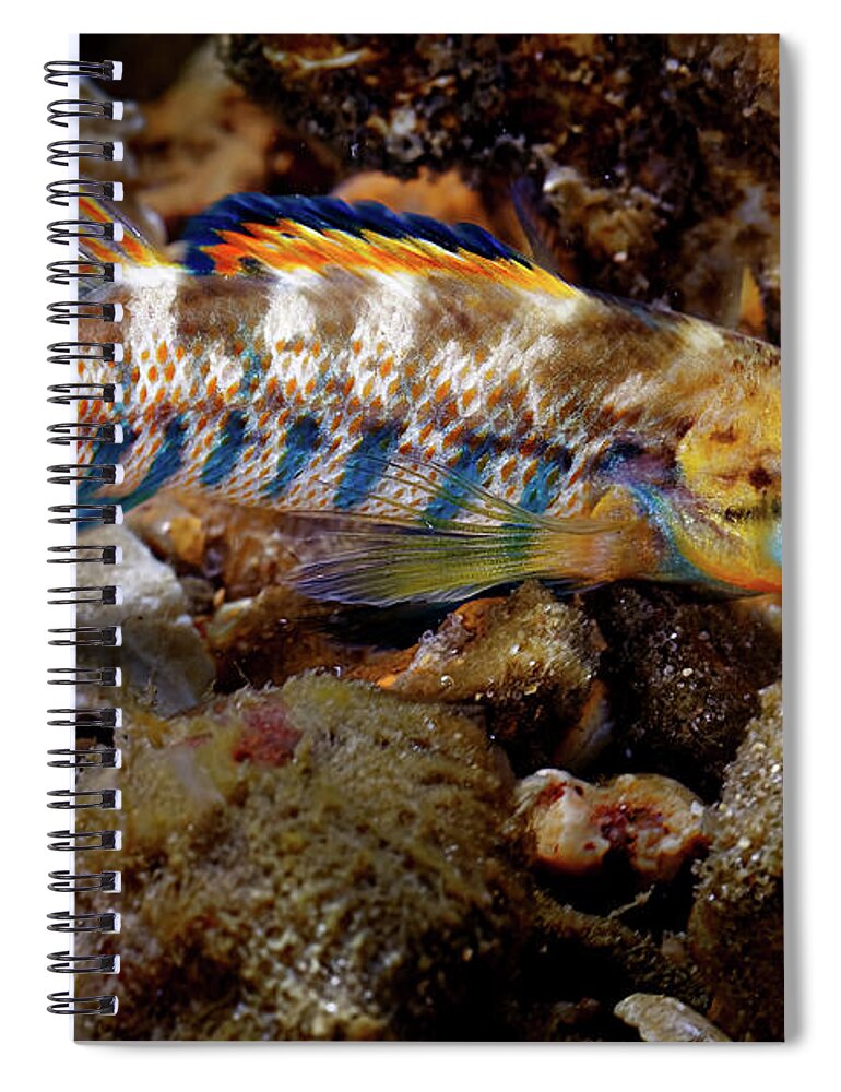 2016 Spiral Notebook featuring the photograph Rainbow Darter by Robert Charity