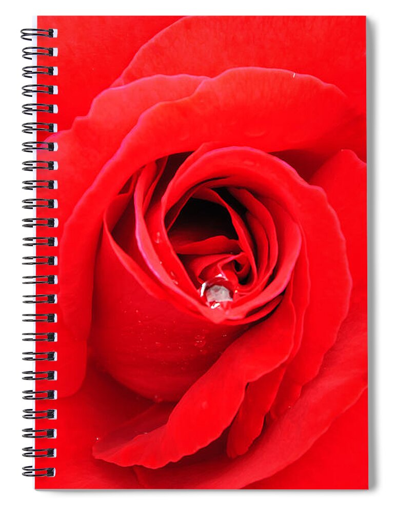 Rose Spiral Notebook featuring the photograph Raindrop on Roses by Roberta Kayne