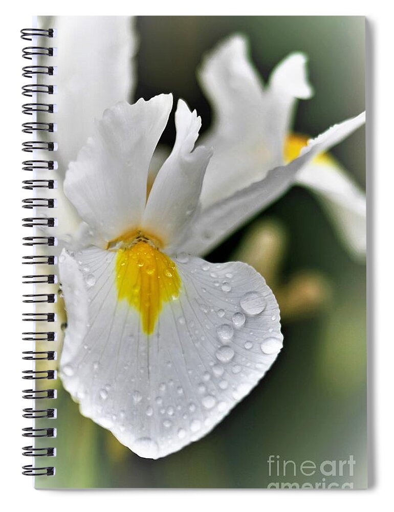 Photograph Spiral Notebook featuring the photograph Raindrops On White Iris by Tracey Lee Cassin