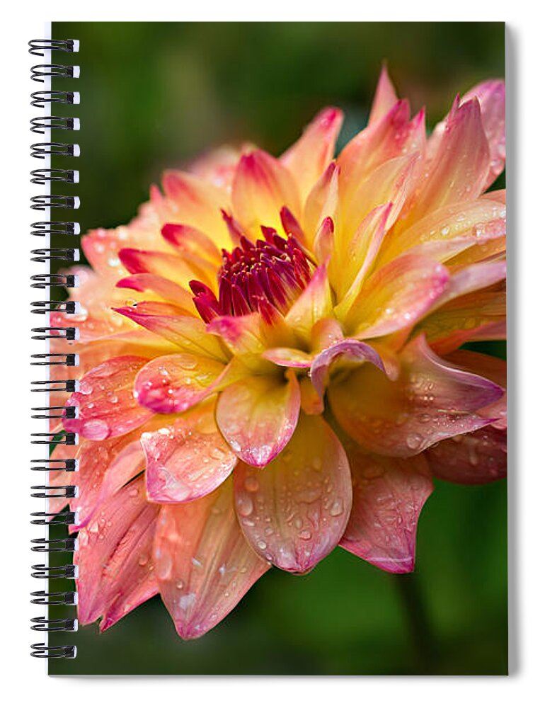 Dahlia Spiral Notebook featuring the photograph Rainy Dahlia by Mary Jo Allen