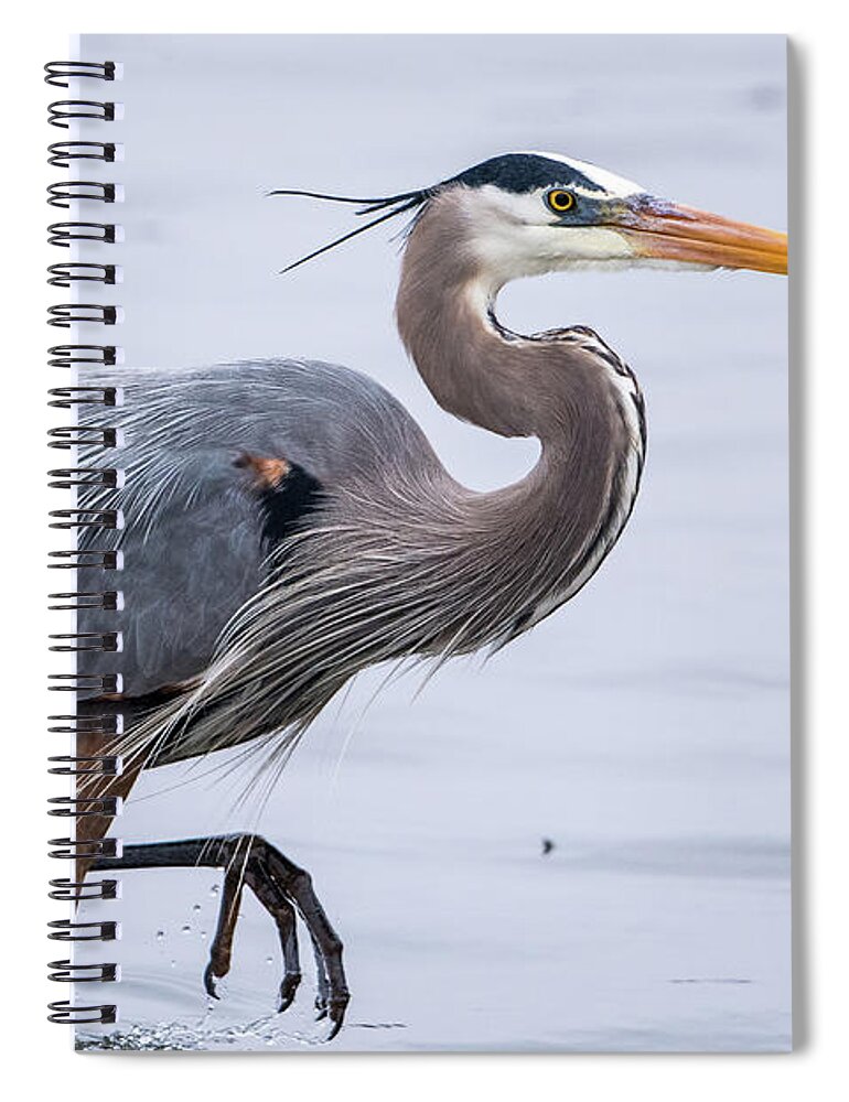 Great Blue Heron (ardea Herodias) Spiral Notebook featuring the photograph Rainy Day Blue by Jeff Phillippi