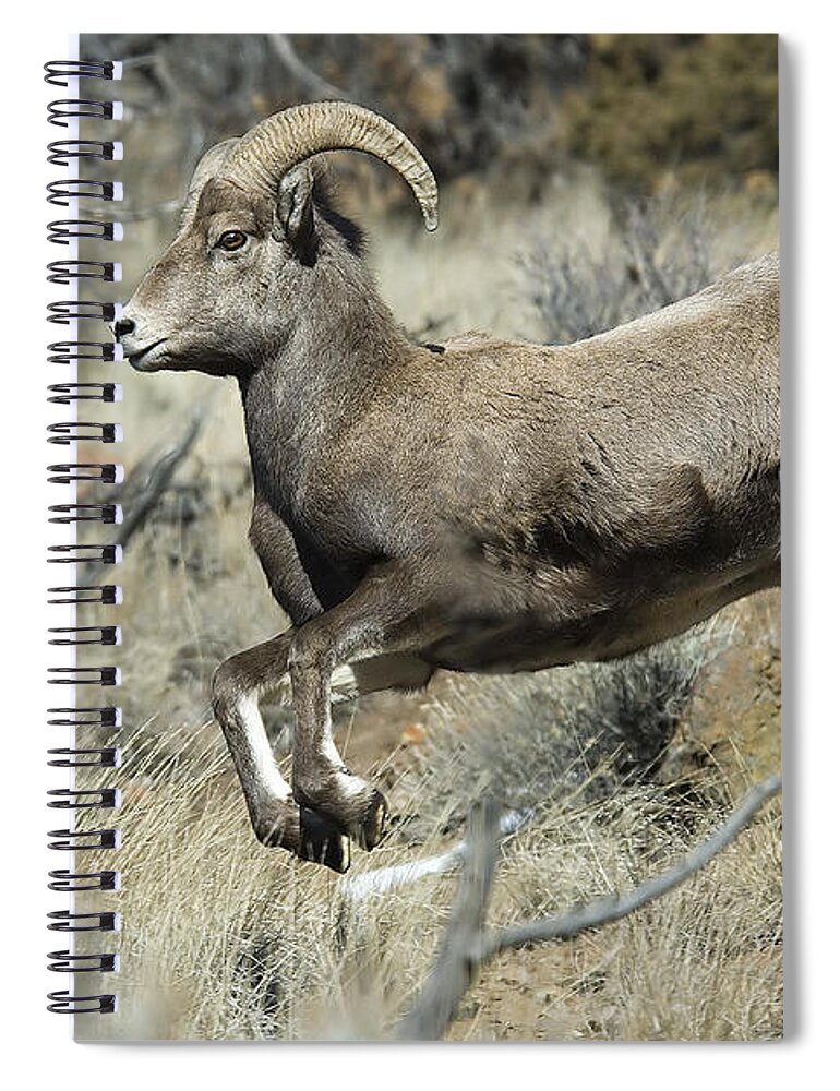 Ram Spiral Notebook featuring the photograph Ram In A Hurry by Gary Beeler