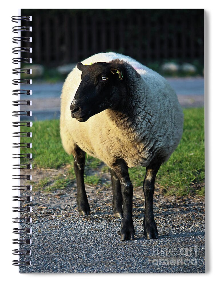 Sheep Spiral Notebook featuring the photograph Ram Raider by Terri Waters