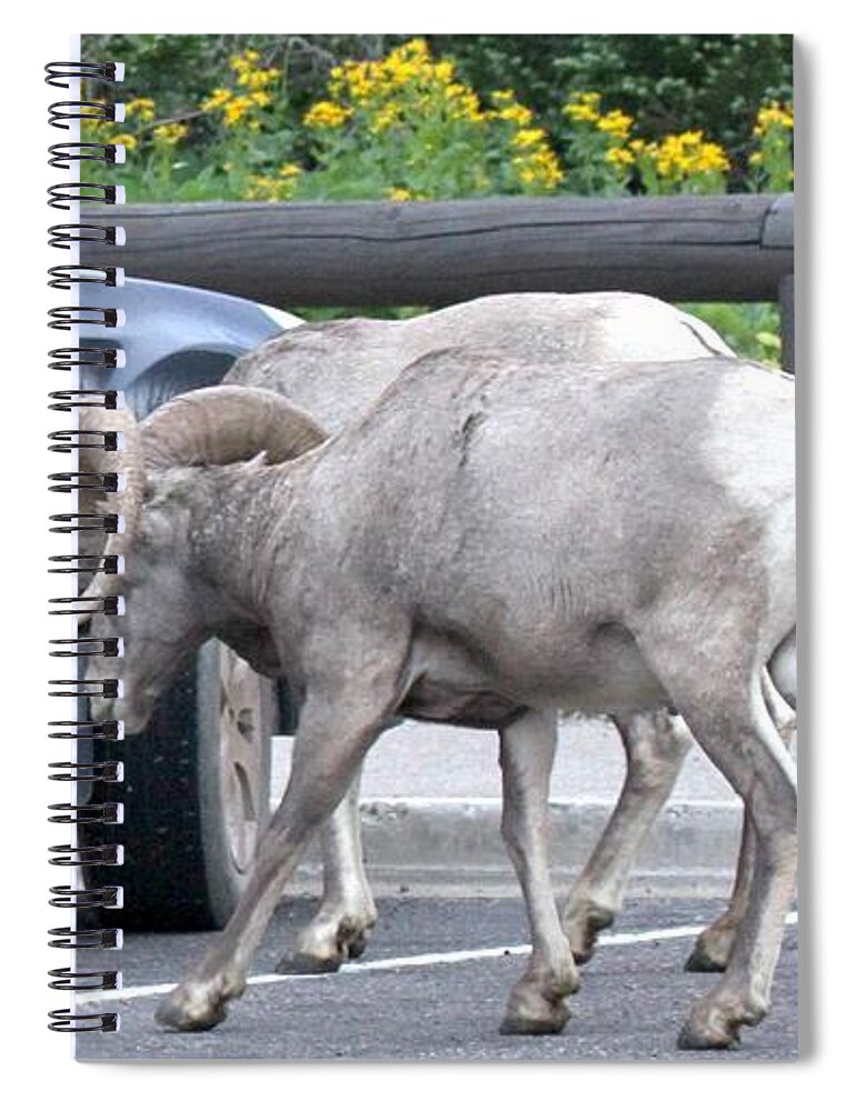 Bighorn Sheep Spiral Notebook featuring the photograph Ram Tough Subaru by Adam Jewell
