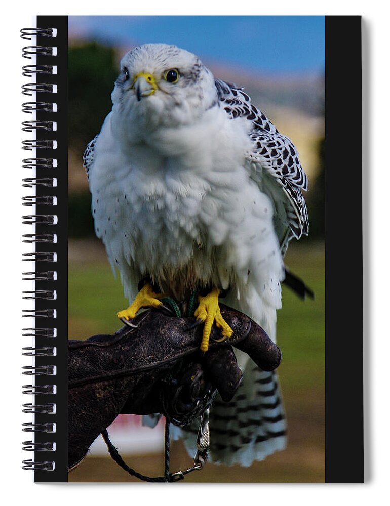 Ramona Spiral Notebook featuring the photograph Ramona Hawk 1 by Phyllis Spoor