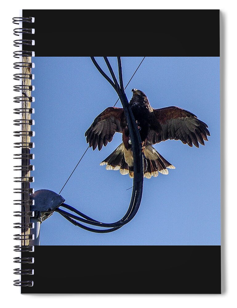 Ramona Spiral Notebook featuring the photograph Ramona Hawk 5 by Phyllis Spoor