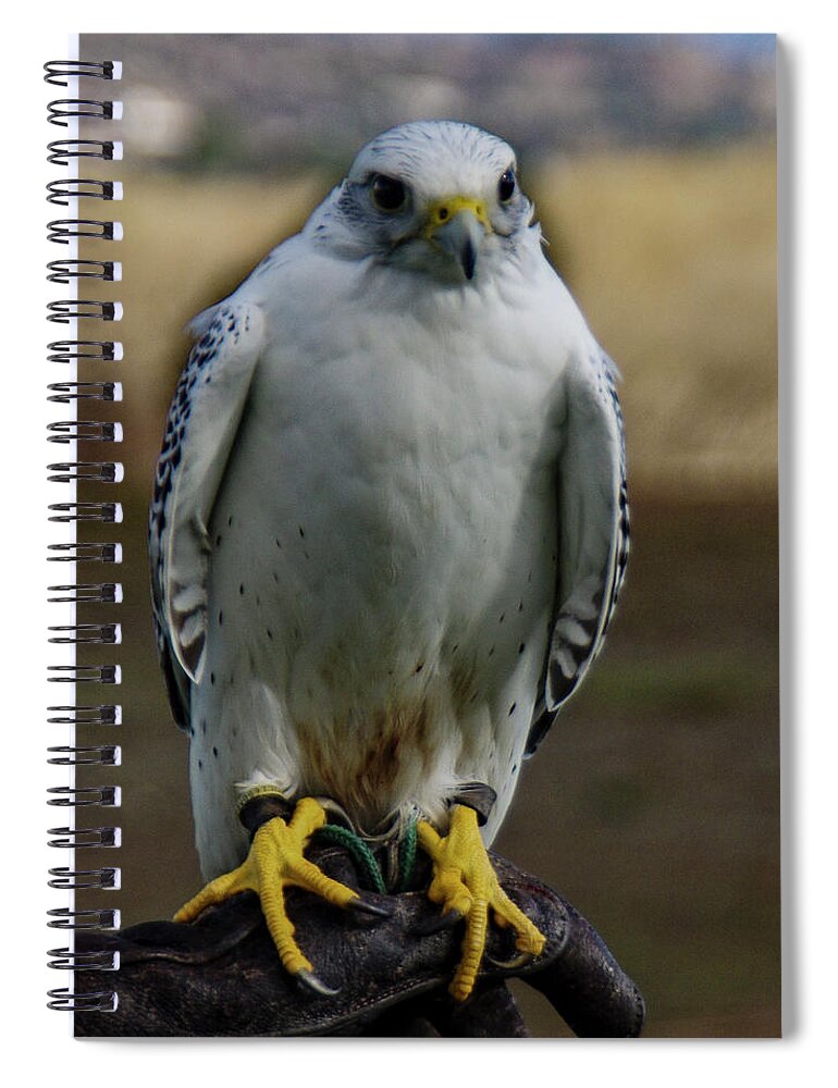 Ramona Spiral Notebook featuring the photograph Ramona Hawk Watch 2 by Phyllis Spoor