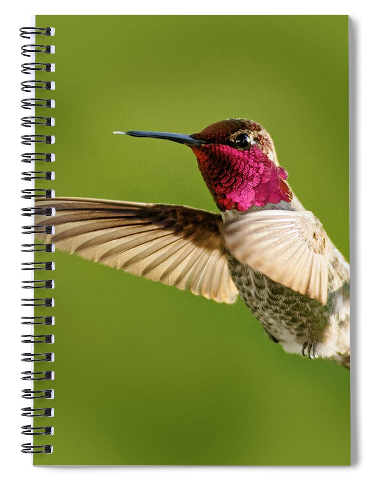 Raspberry Spiral Notebook featuring the photograph Raspberry -- Anna's Hummingbird in Templeton, California by Darin Volpe