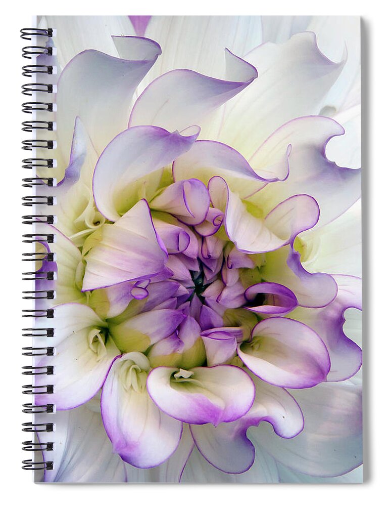 Purple Dahlia Spiral Notebook featuring the photograph Raspberry And Cream by Ann Bridges