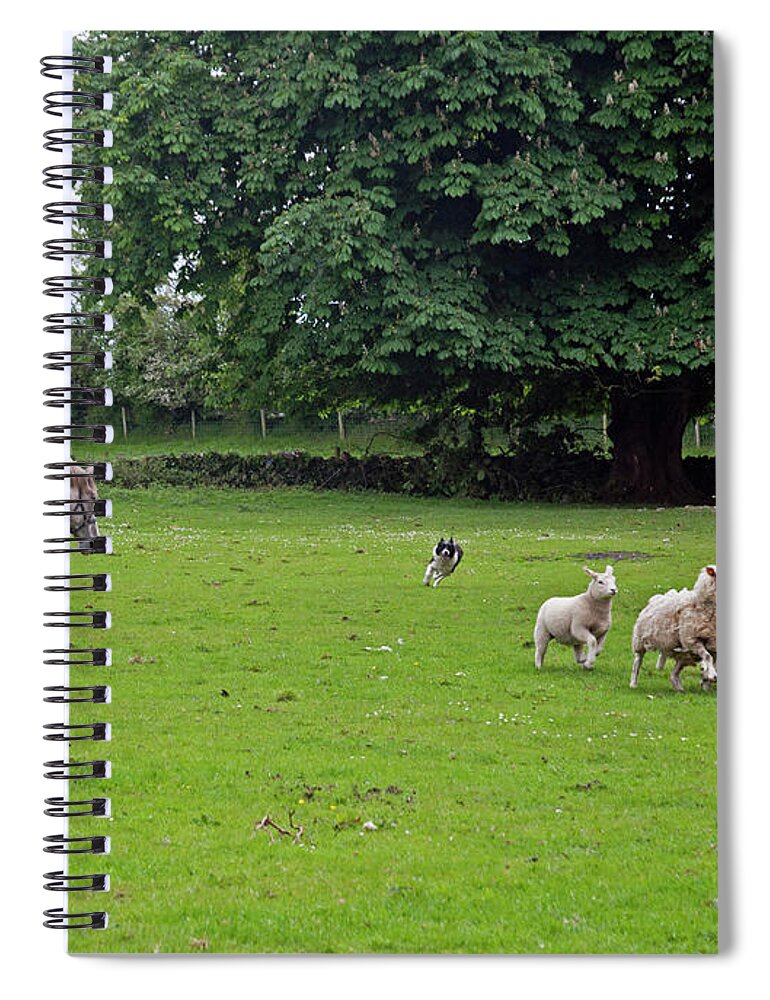 Rathbaun Farm Spiral Notebook featuring the photograph Rounding up the sheep by Cindy Murphy