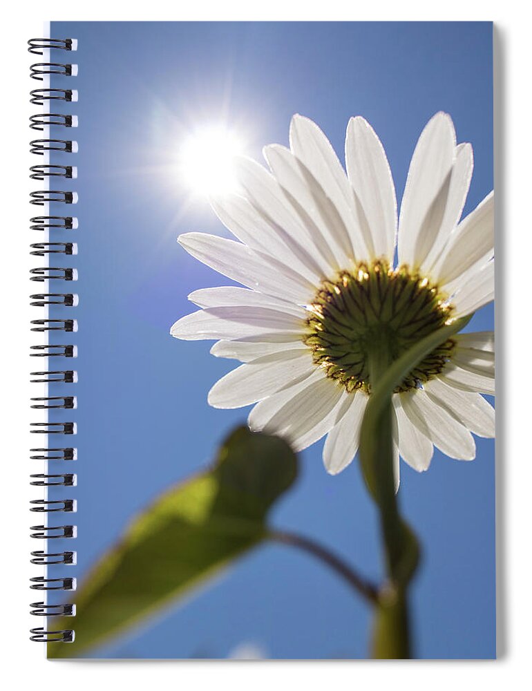 Daisy Spiral Notebook featuring the photograph Reach by Holly Ross