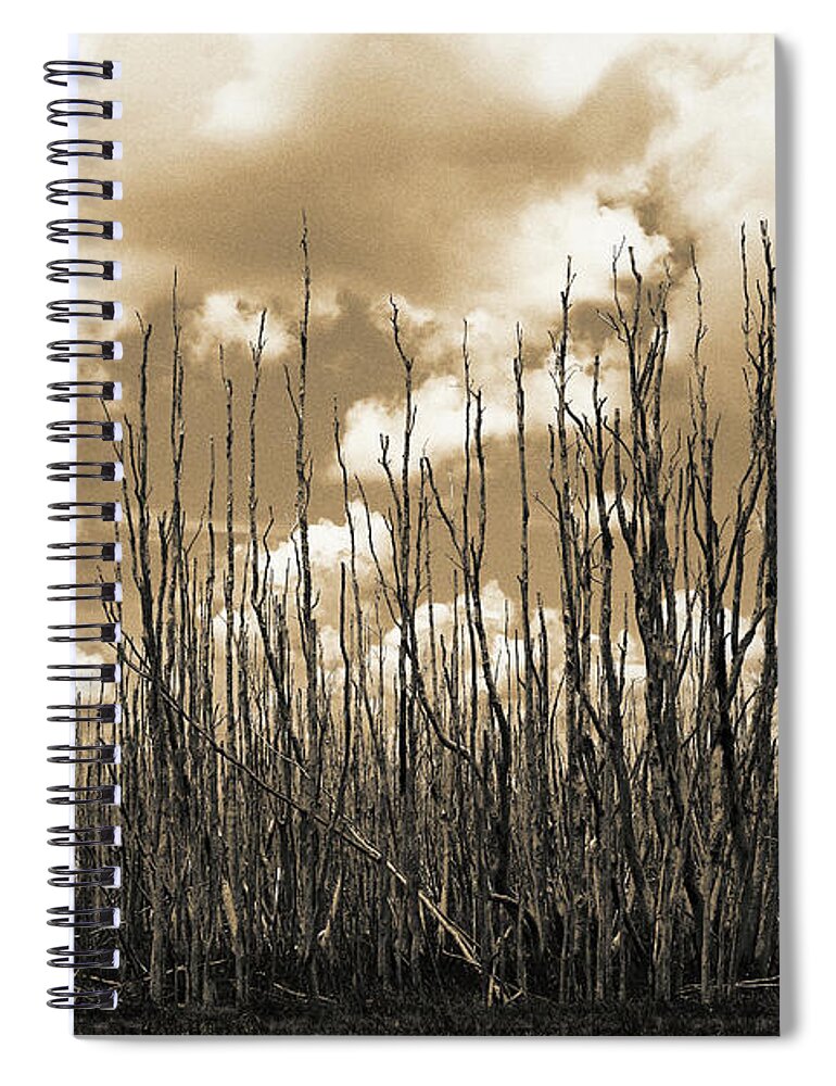 Everglades Spiral Notebook featuring the photograph Reaching To the Sky by Gary Dean Mercer Clark