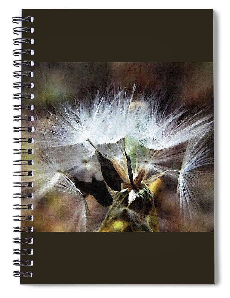 Puff Ball Spiral Notebook featuring the mixed media Ready to Fly... Salsify Seeds by Shelli Fitzpatrick