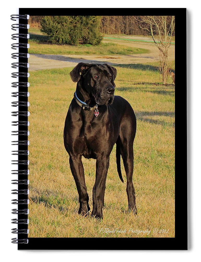 Great Dane Spiral Notebook featuring the photograph 'Really Big Bigg of Crescent Farm' by PJQandFriends Photography