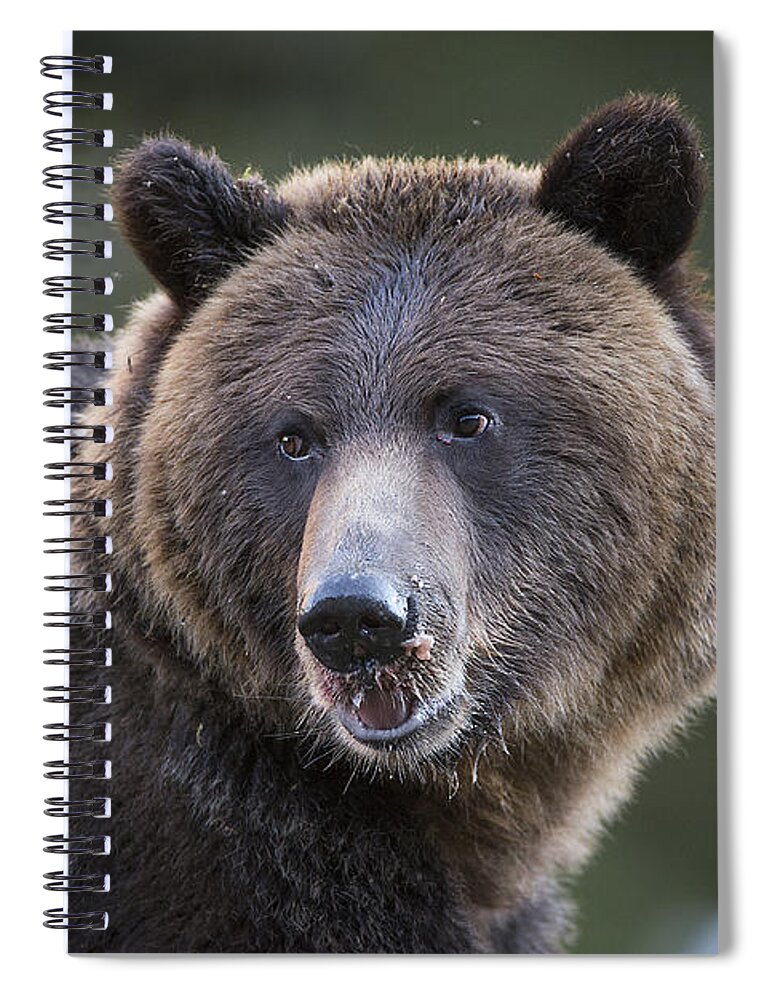 Bear Spiral Notebook featuring the photograph Up Close to a Grizzly by Bill Cubitt