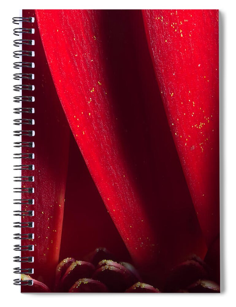 Red Chrysanthemum Spiral Notebook featuring the photograph Golden Pollen Red Chrysanthemum by John Williams