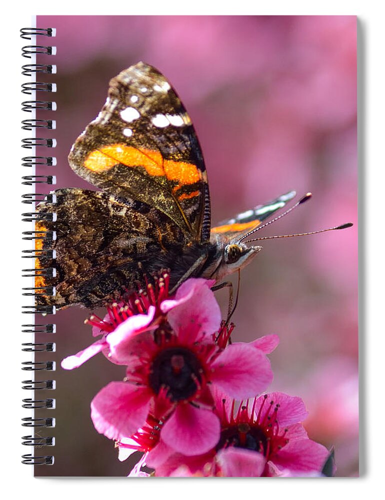 Nature Spiral Notebook featuring the photograph Red Admiral Butterfly by Brian Tada