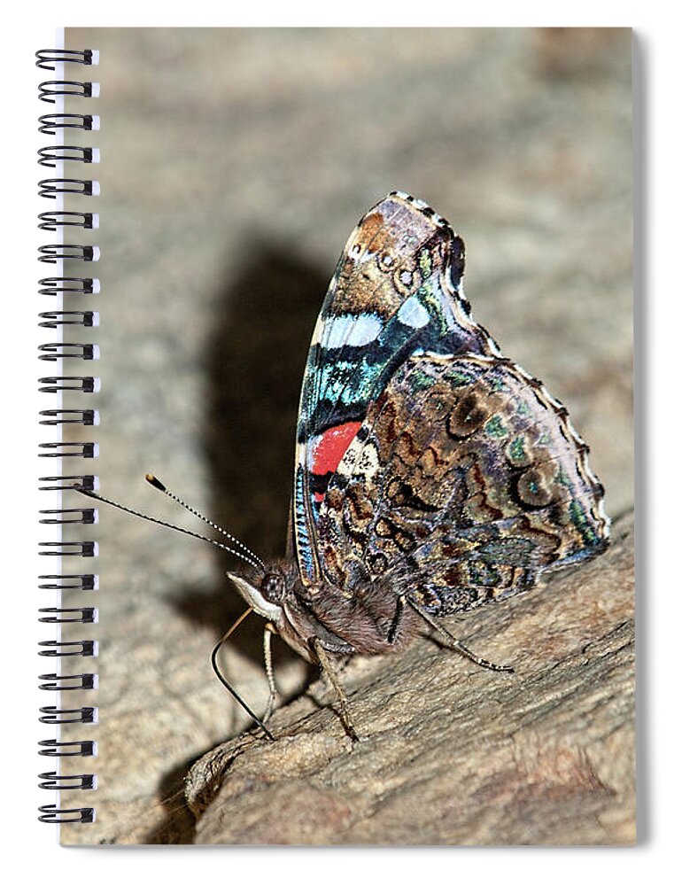 Red Admiral Spiral Notebook featuring the photograph Red Admiral Butterfly by Lara Ellis