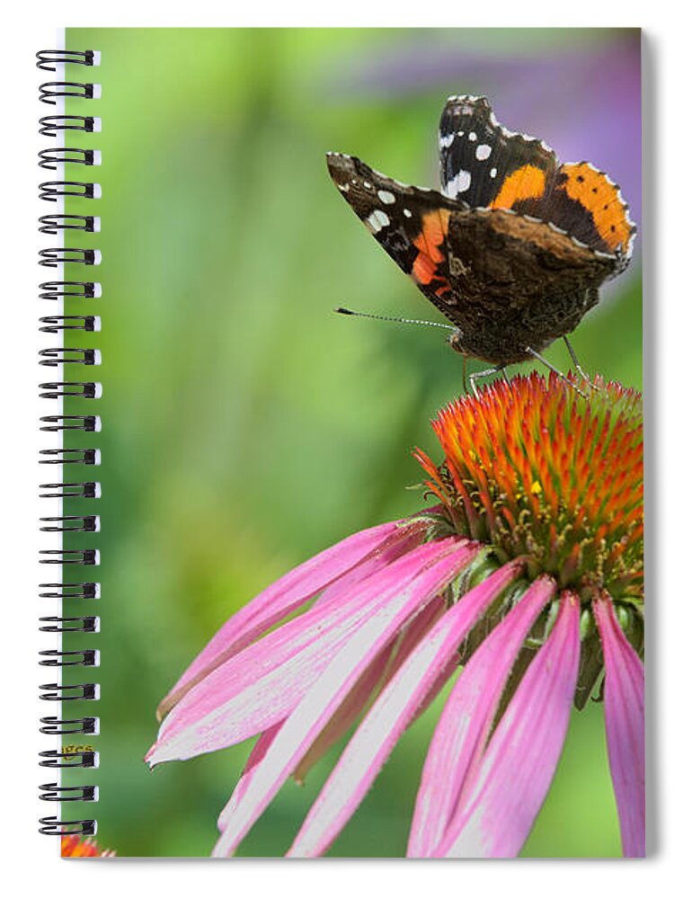 Butterfly Spiral Notebook featuring the photograph Red Admiral on Cone Flower by Kae Cheatham