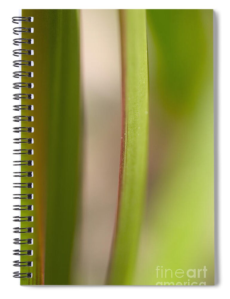 Blur Spiral Notebook featuring the photograph Red And Green Leaves by Tomas del Amo - Printscapes