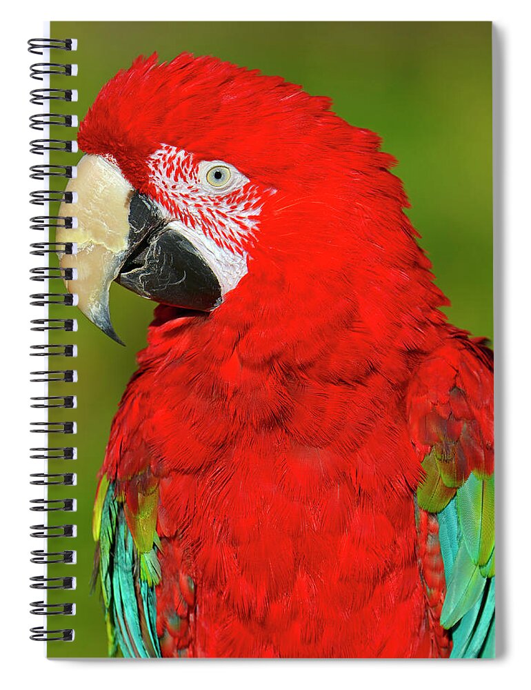 Green-winged Macaw Spiral Notebook featuring the photograph Red and Green by Tony Beck
