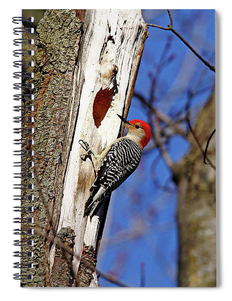 Woodpecker Spiral Notebook featuring the photograph Red Bellied Woodpecker by Debbie Oppermann