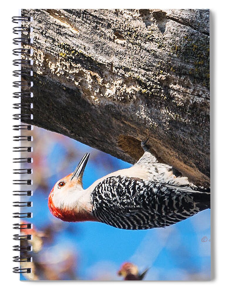Red-bellied Woodpecker Spiral Notebook featuring the photograph Red-bellied Woodpecker House Building by Ed Peterson