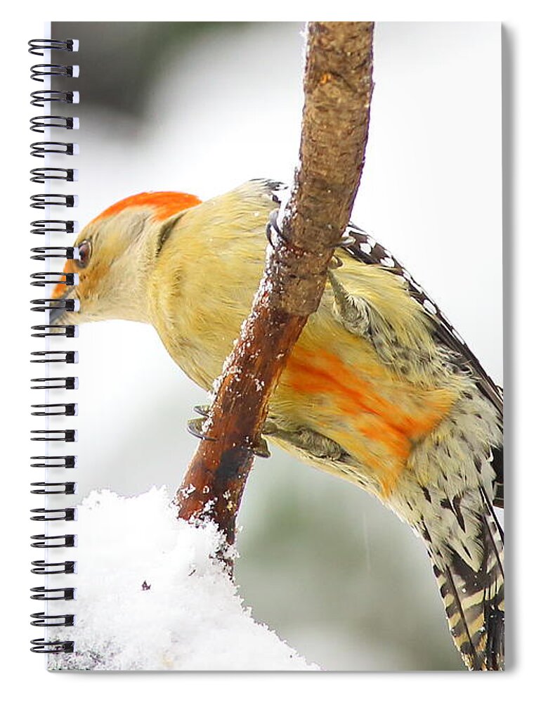 Red-bellied Woodpecker Spiral Notebook featuring the photograph Red-bellied Woodpecker With Snow by Daniel Reed
