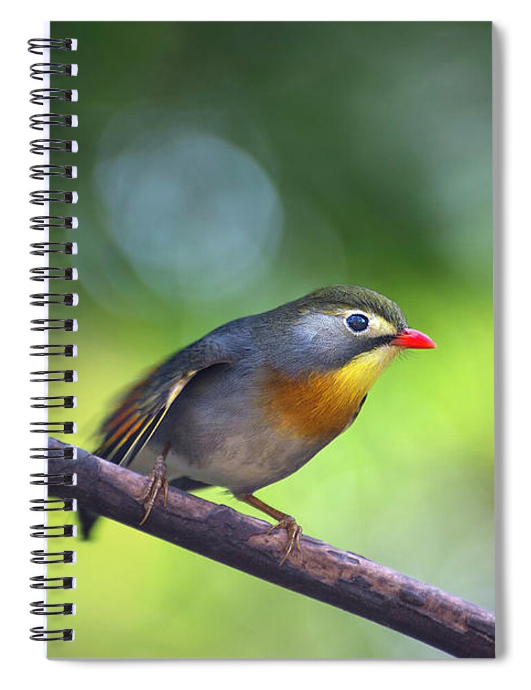 Red Billed Leiothrix Spiral Notebook featuring the photograph Red Billed Leiothrix by John Poon