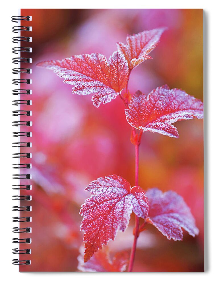 Jenny Rainbow Fine Art Photography Spiral Notebook featuring the photograph Red Branch with Frosted Leaves of Physocarpus by Jenny Rainbow