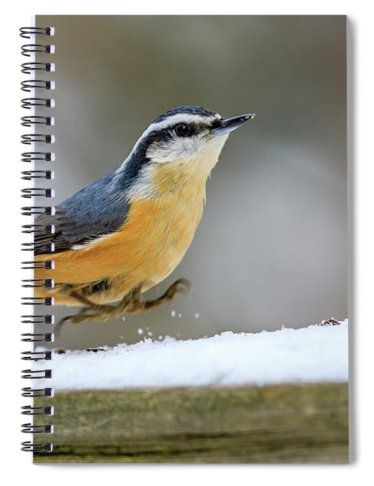 Gary Hall Spiral Notebook featuring the photograph Red-breasted Nuthatch by Gary Hall