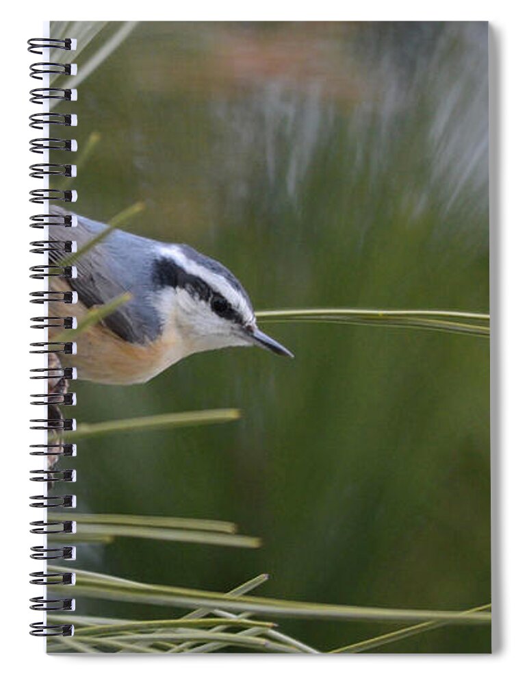 Song Bird Spiral Notebook featuring the photograph Red Breasted Nuthatch by Whispering Peaks Photography