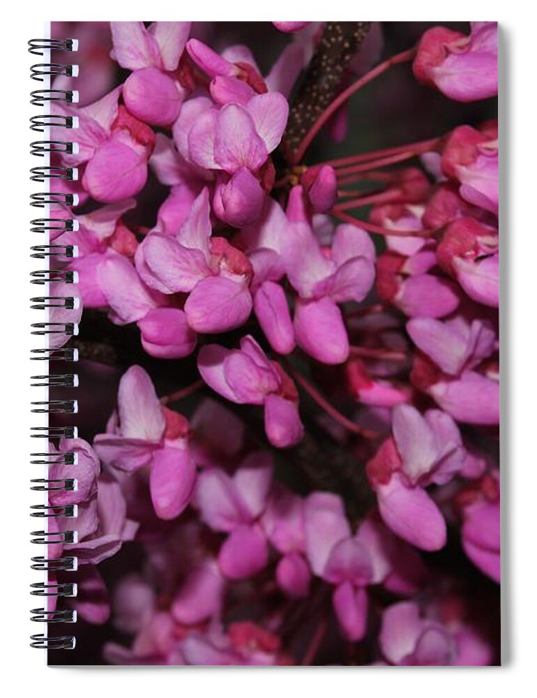 Nature Spiral Notebook featuring the photograph Red Bud 2011-4 by Robert Morin