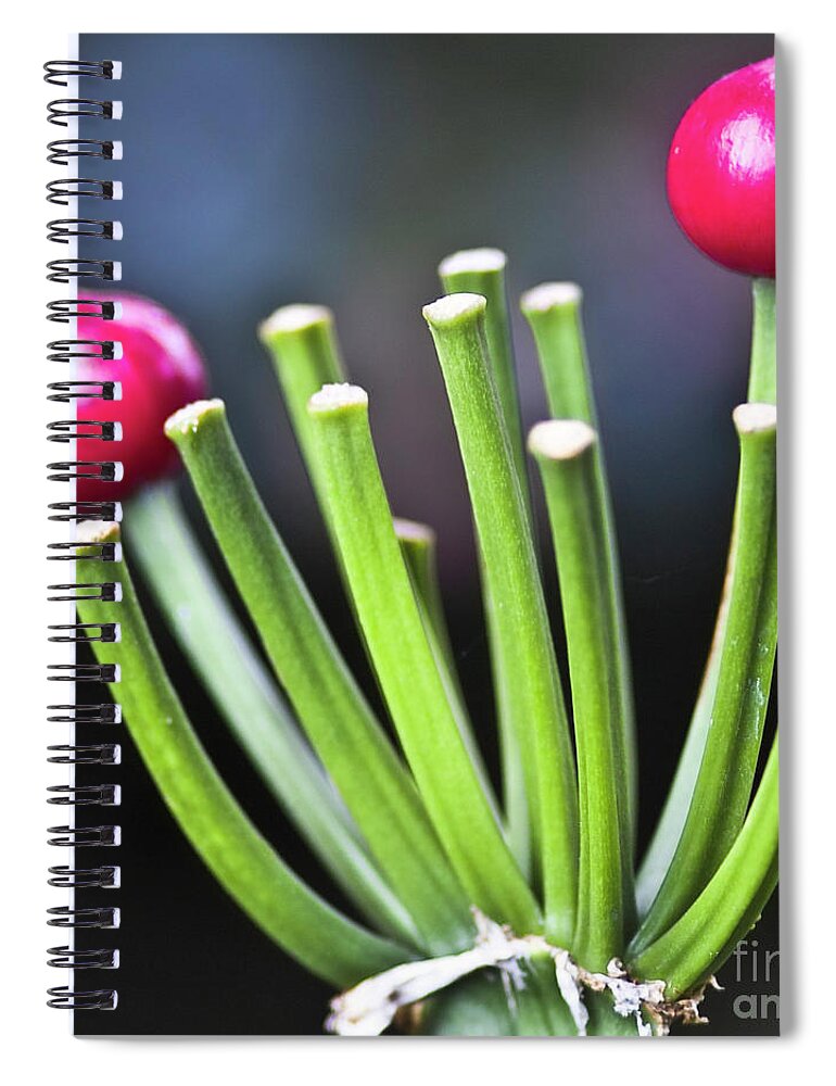 Klivie Spiral Notebook featuring the photograph Red bullets by Heiko Koehrer-Wagner