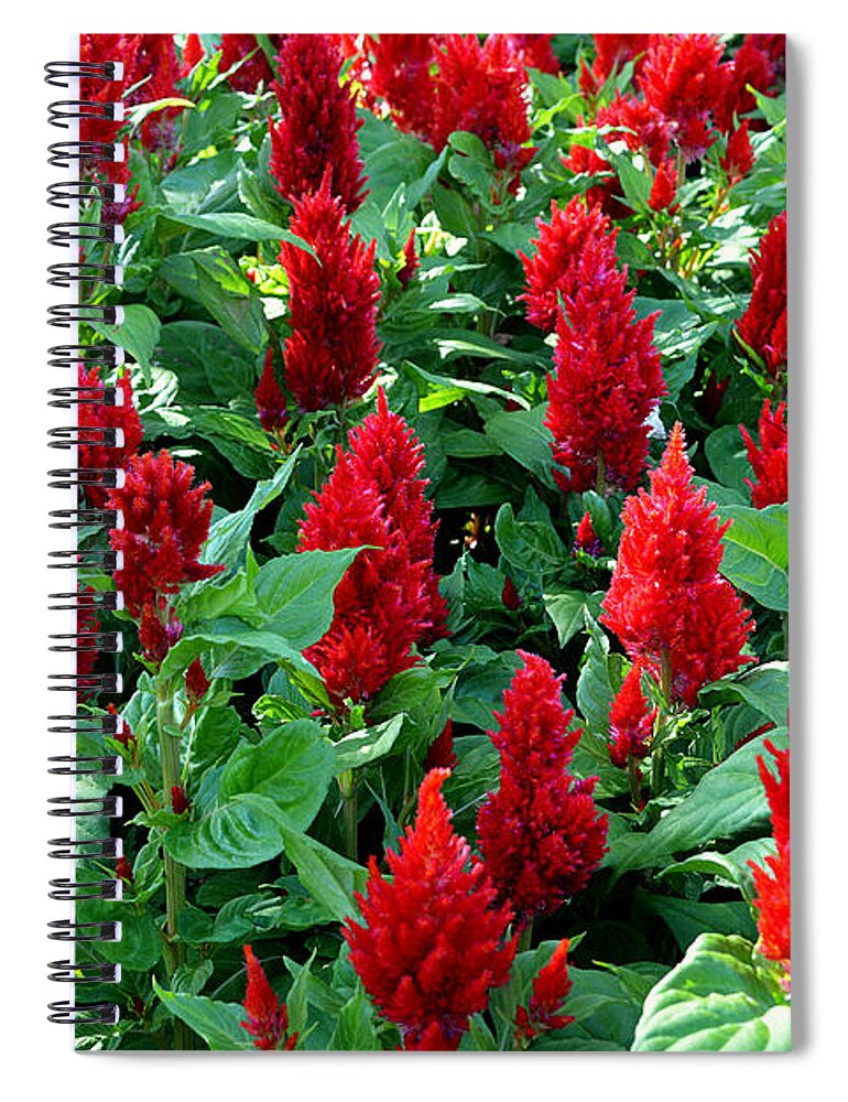 Red Celosia Spiral Notebook featuring the photograph Red Celosia Garden by Glenn McCarthy Art and Photography