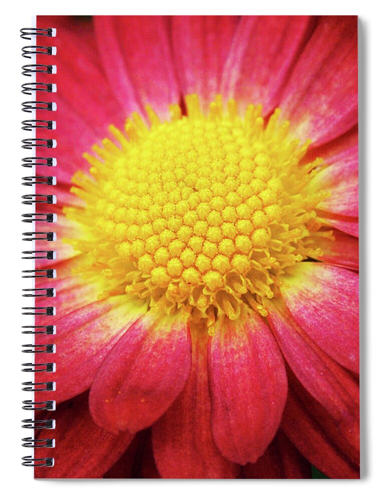 Flowers Spiral Notebook featuring the photograph Red Chrysanthemum by Christina Rollo