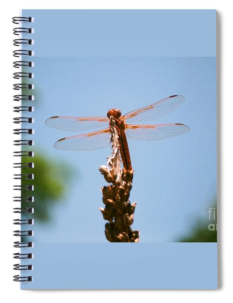 Dragonfly Spiral Notebook featuring the photograph Red Dragonfly by Dean Triolo