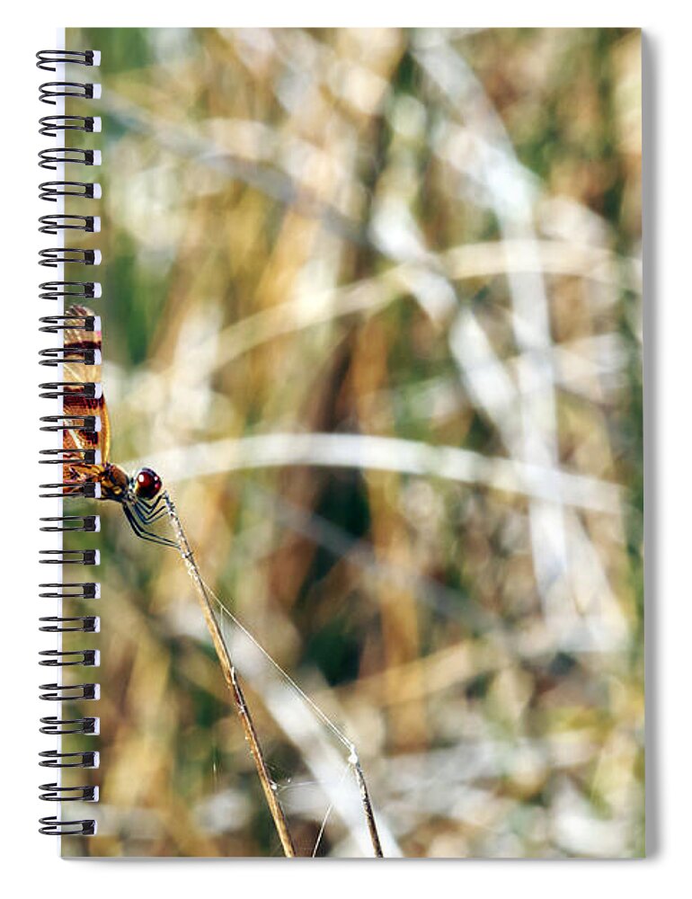 Red Spiral Notebook featuring the photograph Red Dragonfly by Travis Rogers