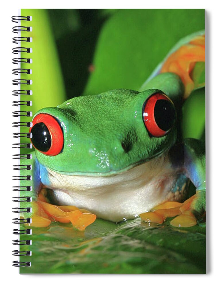 Frog Spiral Notebook featuring the photograph Red Eyed Tree Frog by David Freuthal