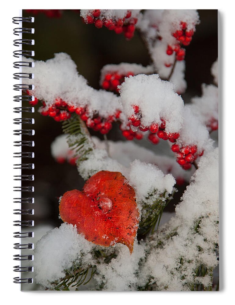Salem Spiral Notebook featuring the photograph Red fall leaf on snowy Evergreen branch by Jeff Folger