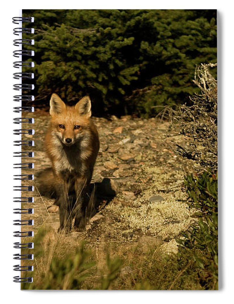 red Fox Spiral Notebook featuring the photograph Red Fox by Paul Mangold
