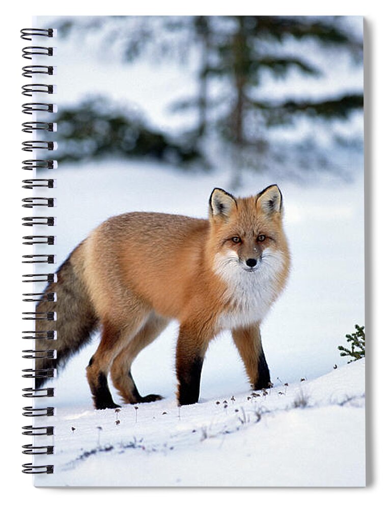 Mp Spiral Notebook featuring the photograph Red Fox Vulpes Vulpes Portrait by Konrad Wothe