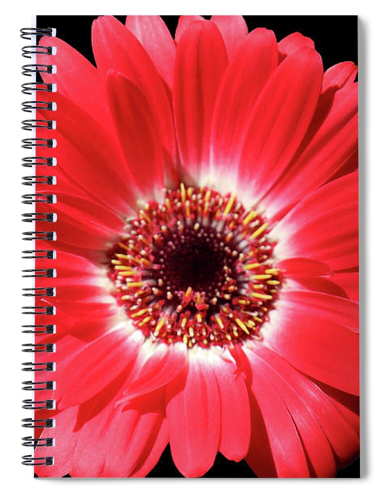 Red Spiral Notebook featuring the photograph Red Garden Beauty by Johanna Hurmerinta