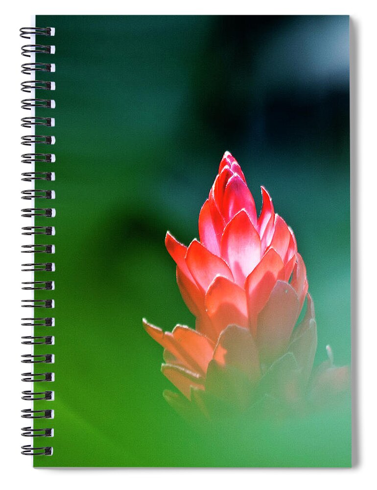 Ginger Flower Spiral Notebook featuring the photograph Red Ginger by Heiko Koehrer-Wagner